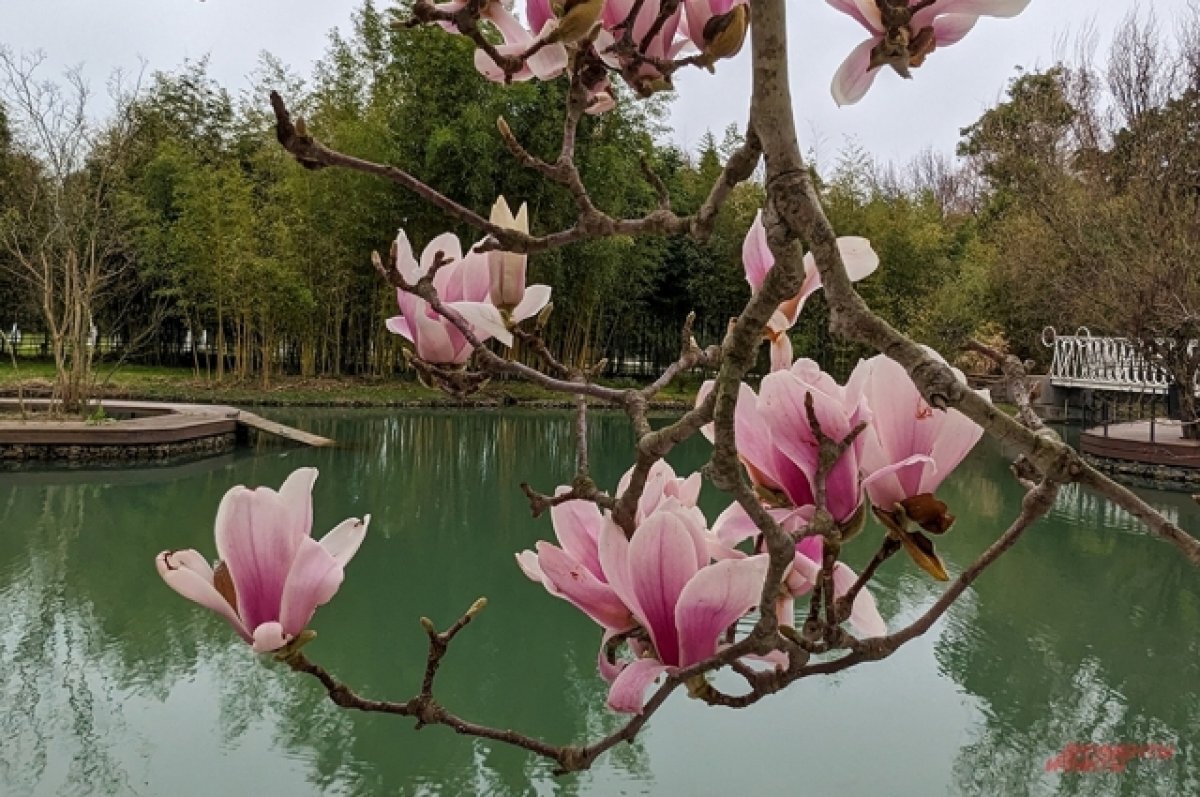    В отелях Сочи раскупили все недорогие номера, остались только люксы