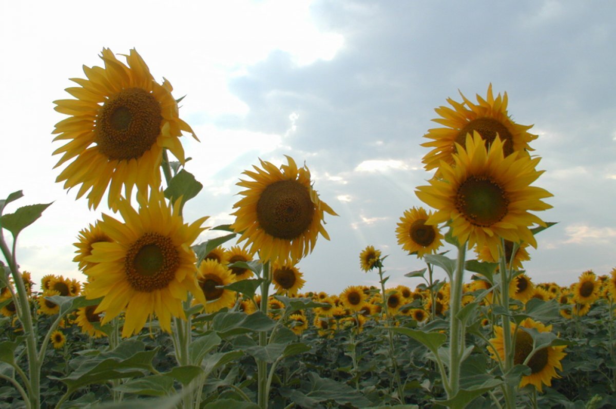    В сельском хозяйстве как бизнесе с высокими рисками партнёрские отношения ценятся особенно высоко.