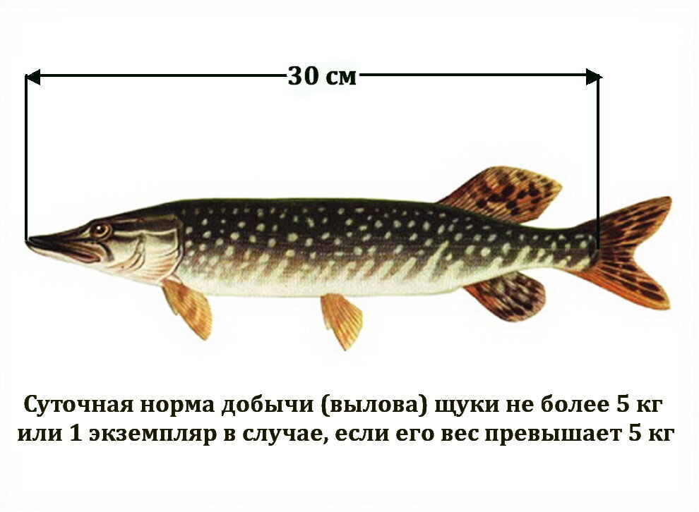 Когда запрет на ловлю щуки