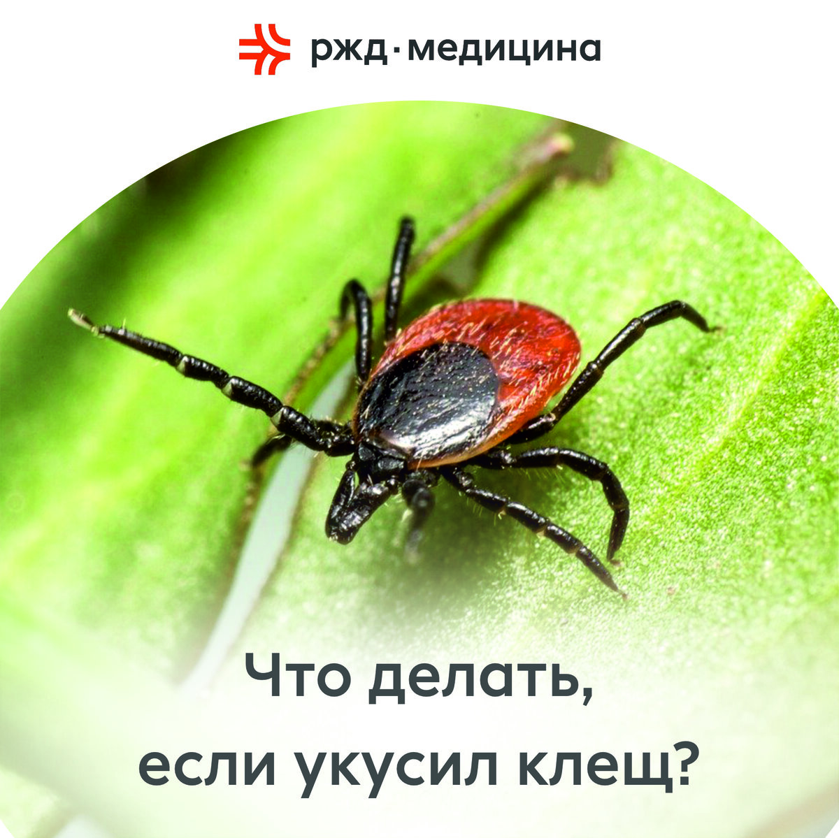 Укус клеща: насколько опасен и что делать? | РЖД-Медицина г. Астрахань |  Дзен