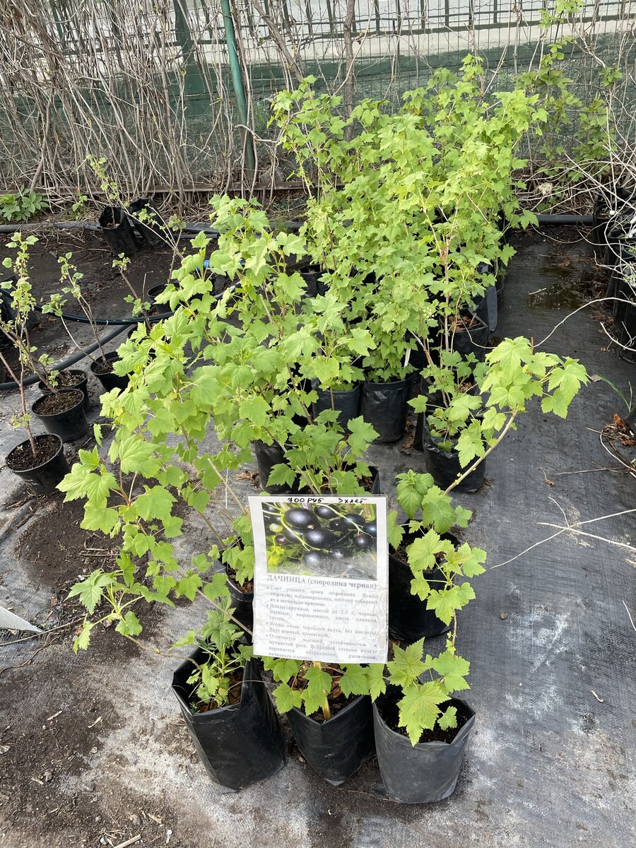 Смородина чёрная «Дачница»