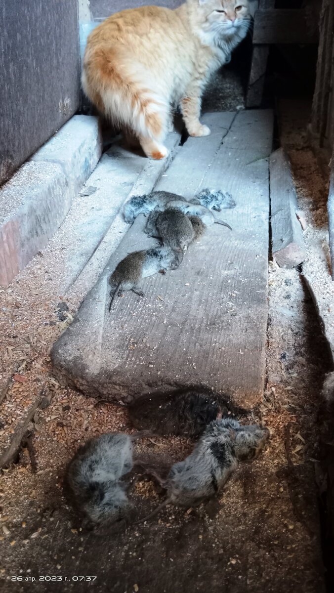 Объелась кошка мышами....