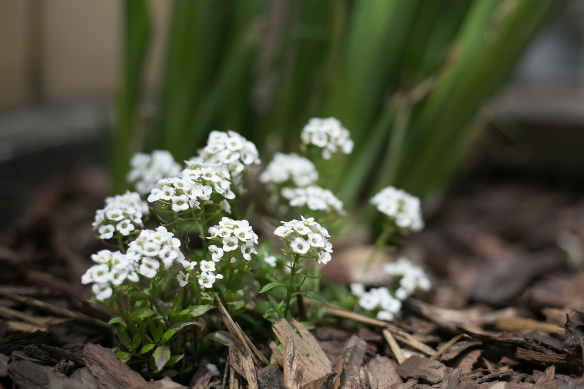 Алиссум скальный