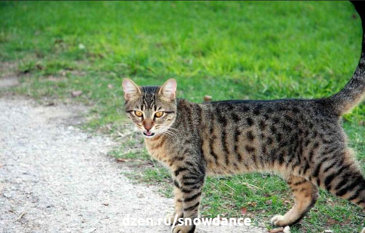 Кормить одичавшую кошку летом на даче? Плохая идея!