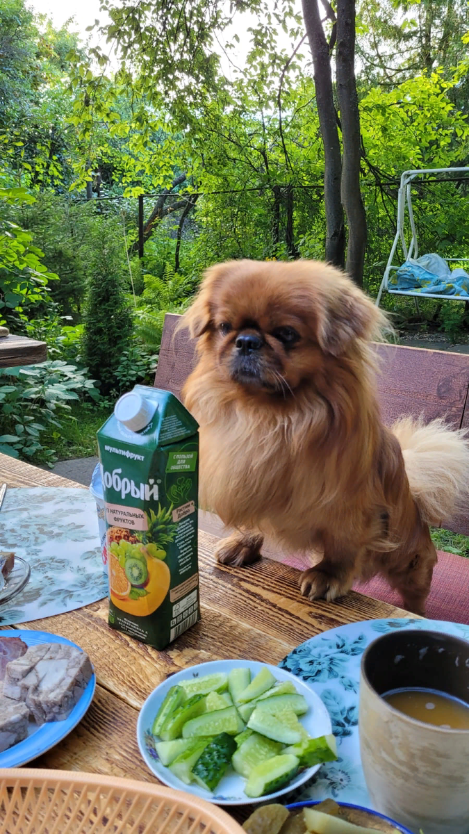 Любимец - пекинес. Фото моей читательницы Надежды.