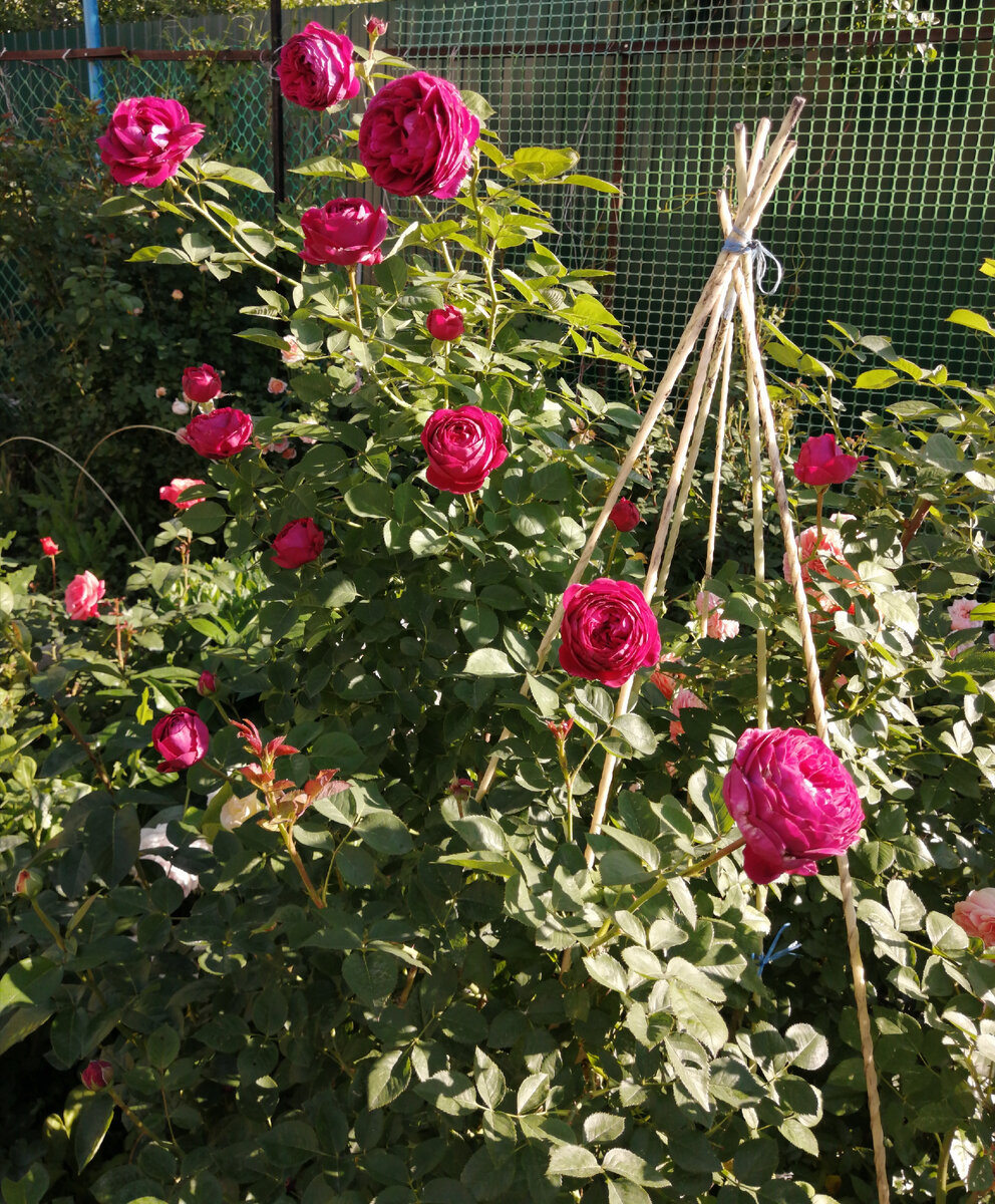 Falstaff. Фото автора. 