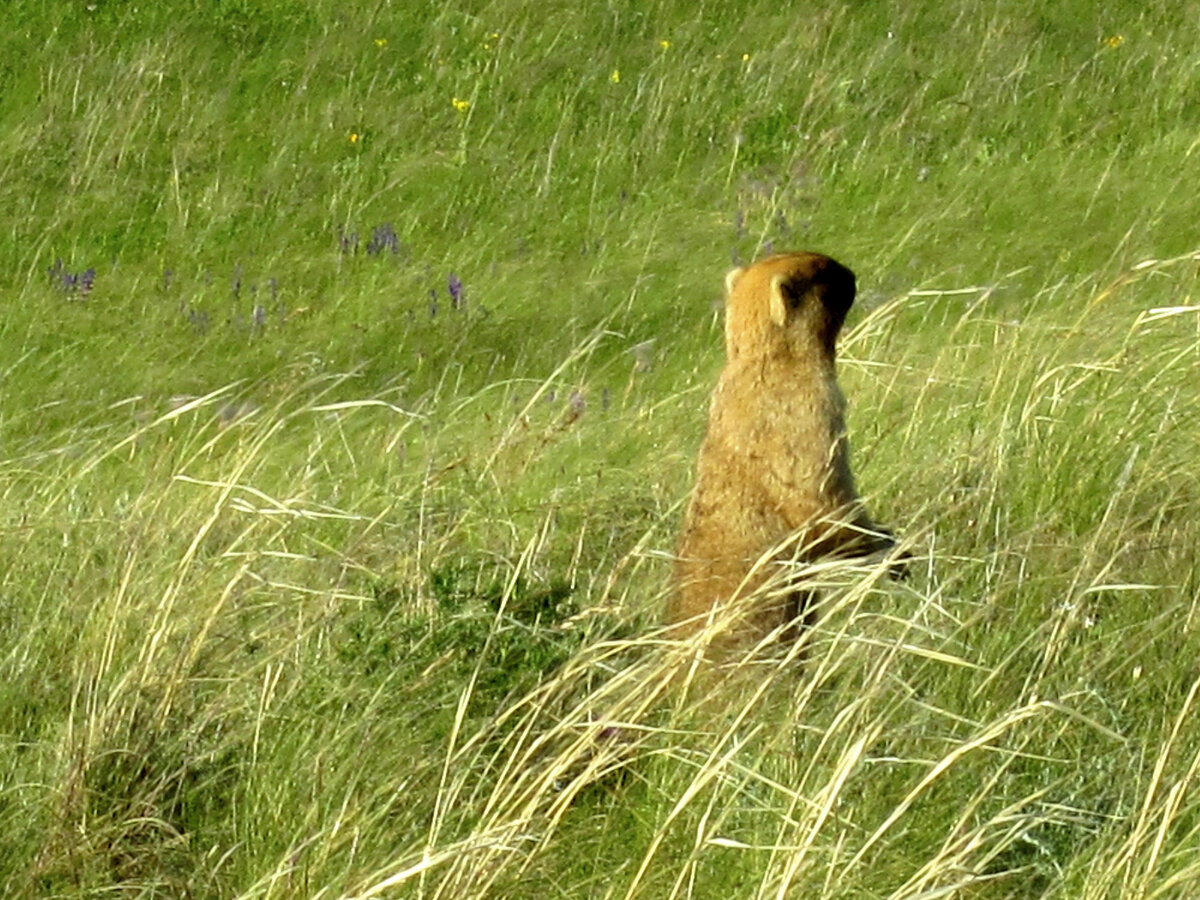 Степной суслик.