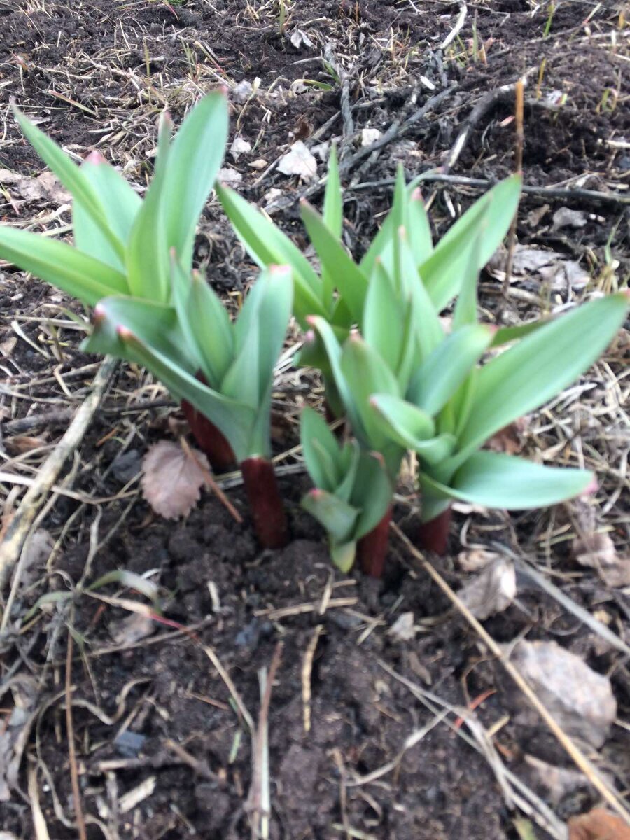 Садовая черемша