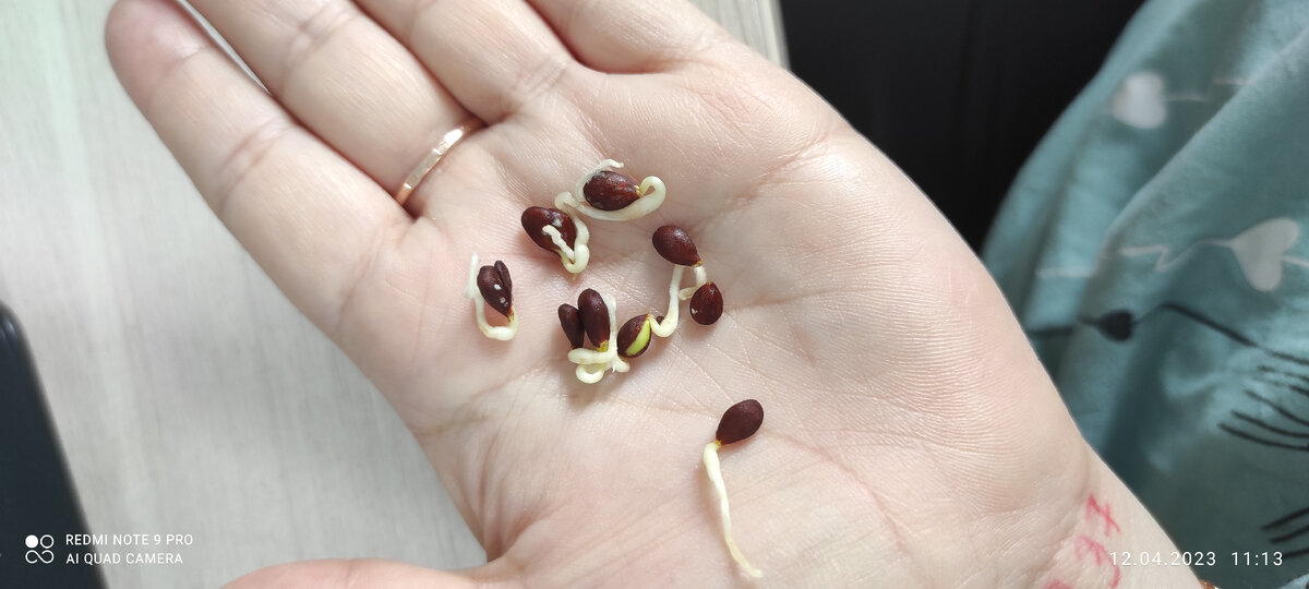 12.04.2023 в съеденном яблоке увидела что семена проросли и на пробу посадила их в землю 