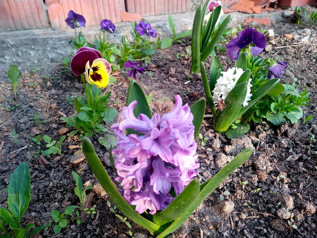 Полянка из гиацинтов и анютиных глазок