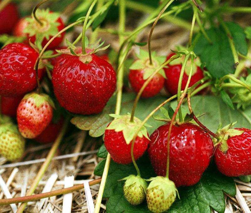 Фото клубники сорта Остара. Фото взято с просторов интернета