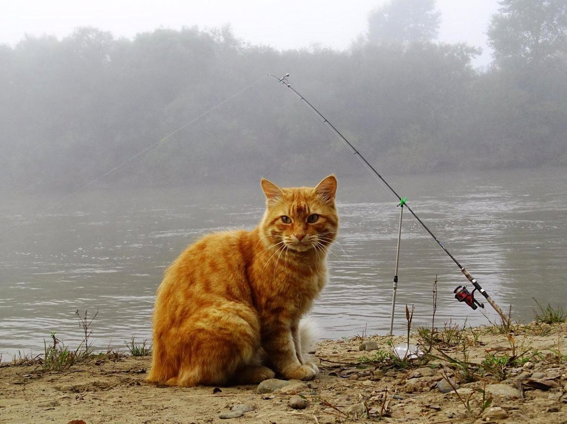 Ловлю роль. Кот с удочкой. Коты на рыбалке. Кот ловит рыбу. Кот Рыбак.