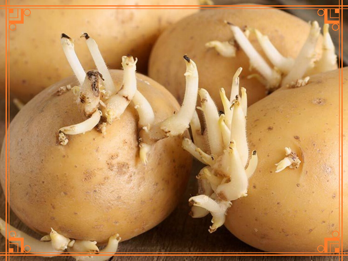 Фото из Интернета: Картофель, пораженный ризоктониозом