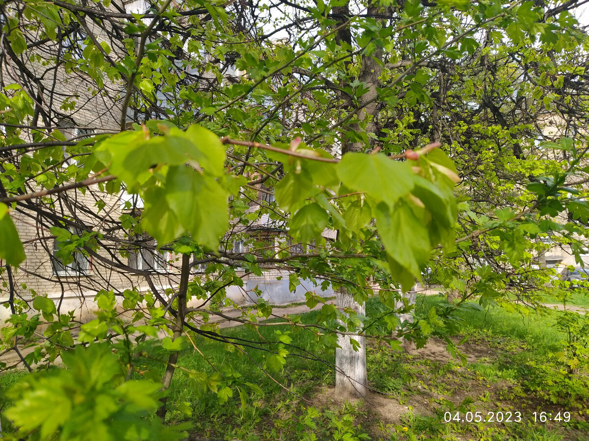 Природа | Весна | Растения | Деревья| Фото автора 