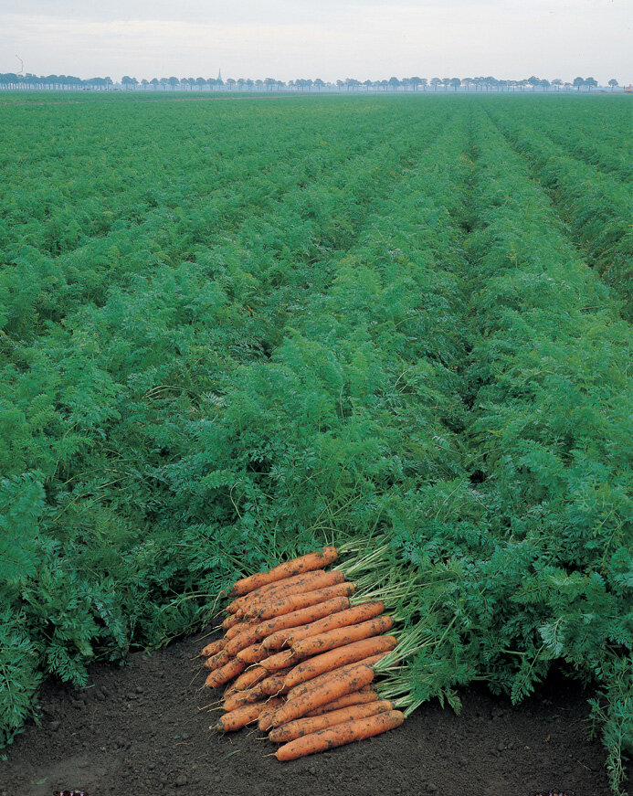 Морковное поле, СЦ Алексин