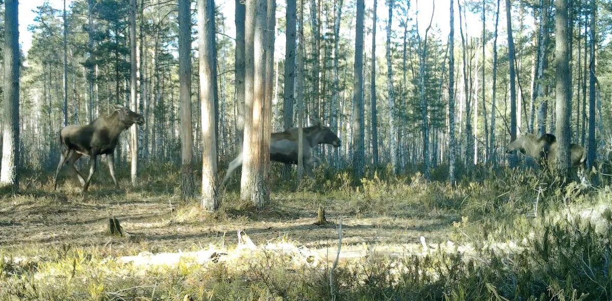 Фото: Павел Глазков / «Каждой твари по паре» / «ВКонтакте»