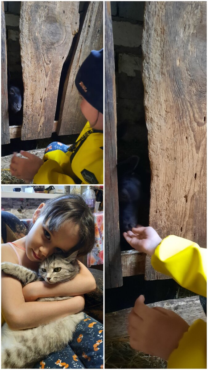Немного милоты 😊 Вчера Анюта помогала нам в сарае) как она была рада козликов маленьких покормить, уходить не хотела от них 😊