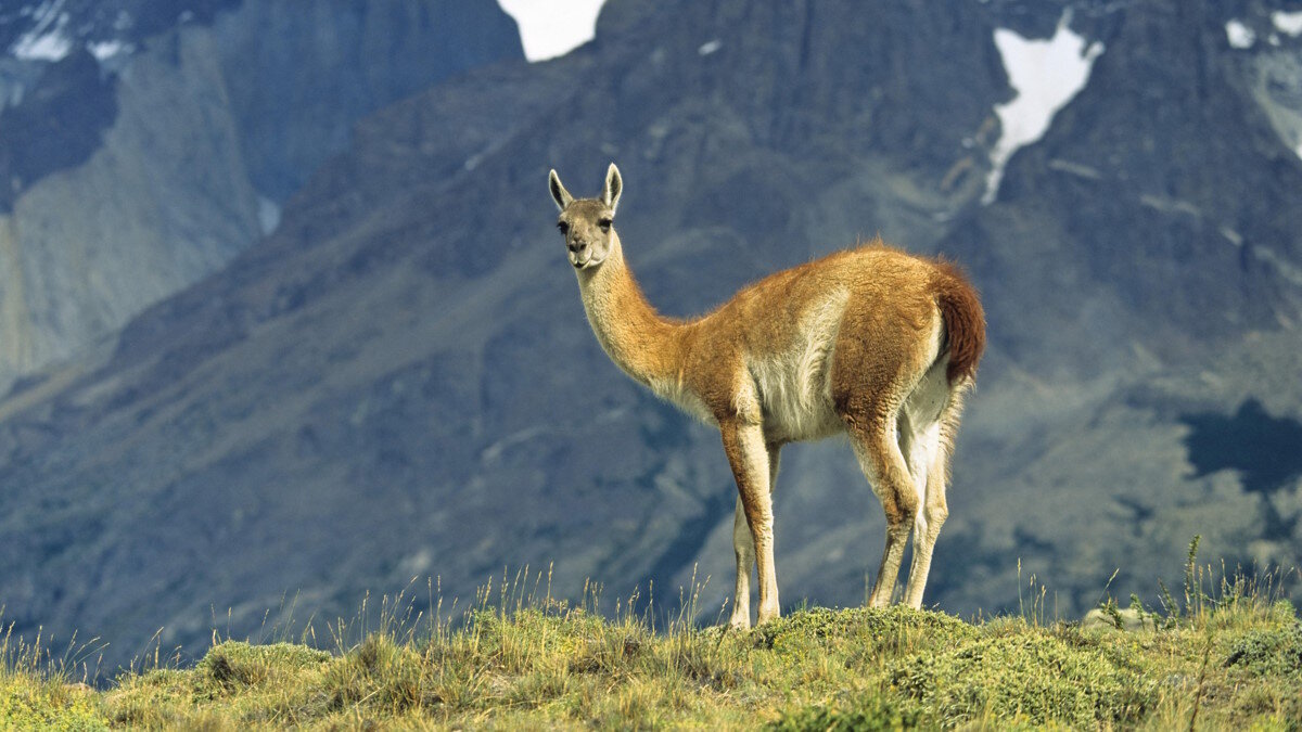    Лама гуанако