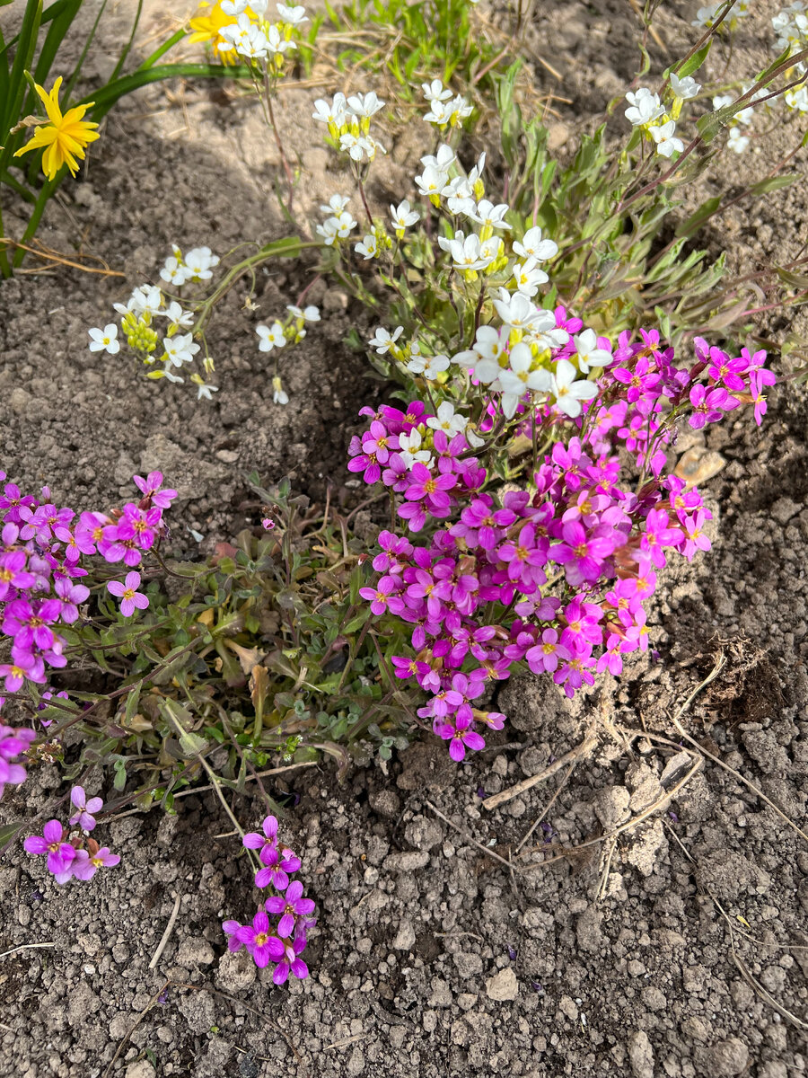 фото мое. Цветочки посадили за ночь до заморозков, но они их с честью выдержали)