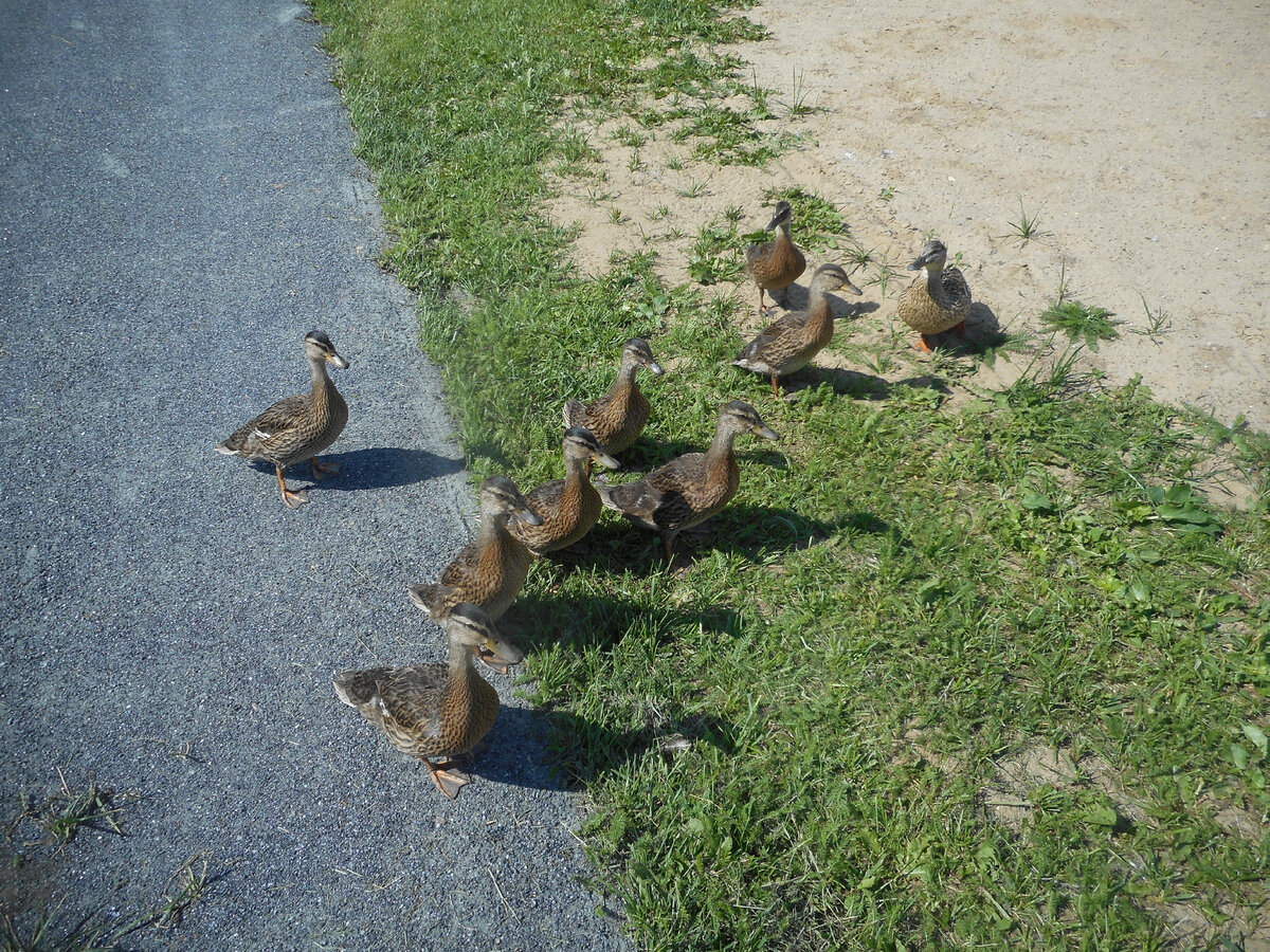Утята с мамой (справа), в возрасте примерно полутора месяцев