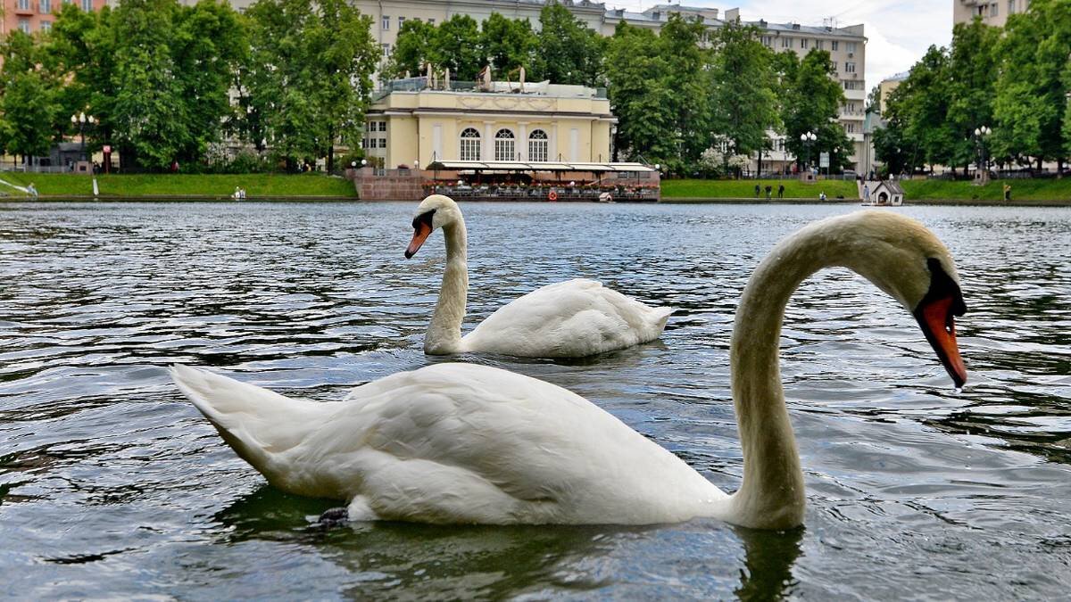 Молодой лебедь-шипун приплыл на пруд у сада Ивана Фомина в Петербурге