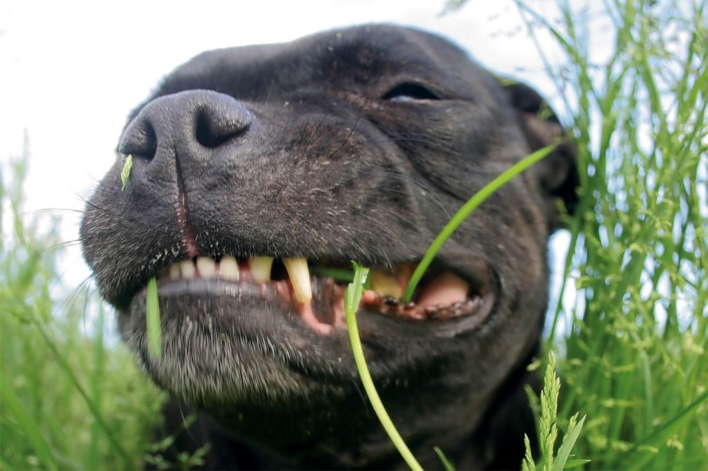 Собака ест траву. Собака жрет траву. Питбуль на траве. Зачем собаки едят траву