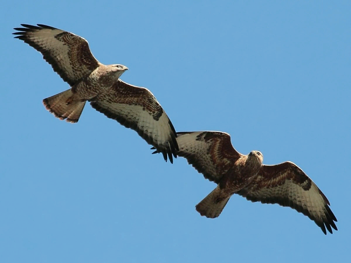 Иллюстрация из интернета