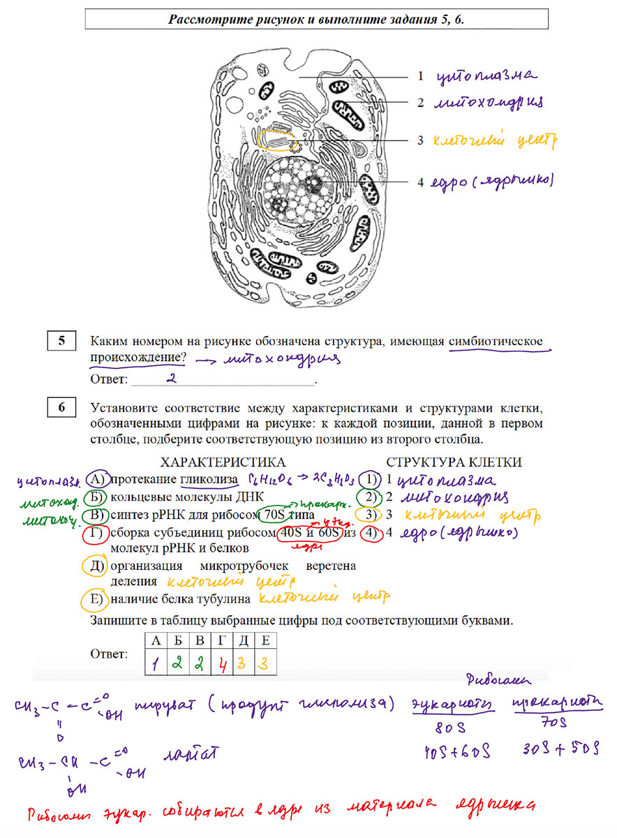 задачи по генетике егэ 2022 по биологии с решением. последовательность а задана формулой а=2n2+n. задачи генетика егэ 2023. задачи генетика егэ 2023. задачи генетика егэ 2023.