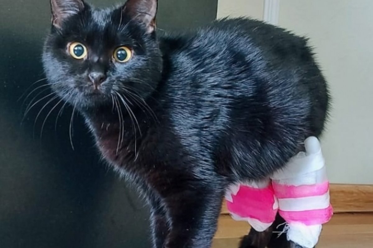    В Твери кошке, от которой отказалась семья, установили аппарат Илизарова