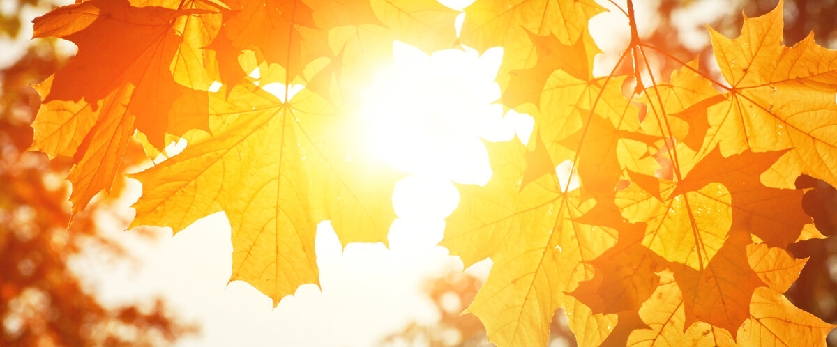 Фото: Adobe Stock