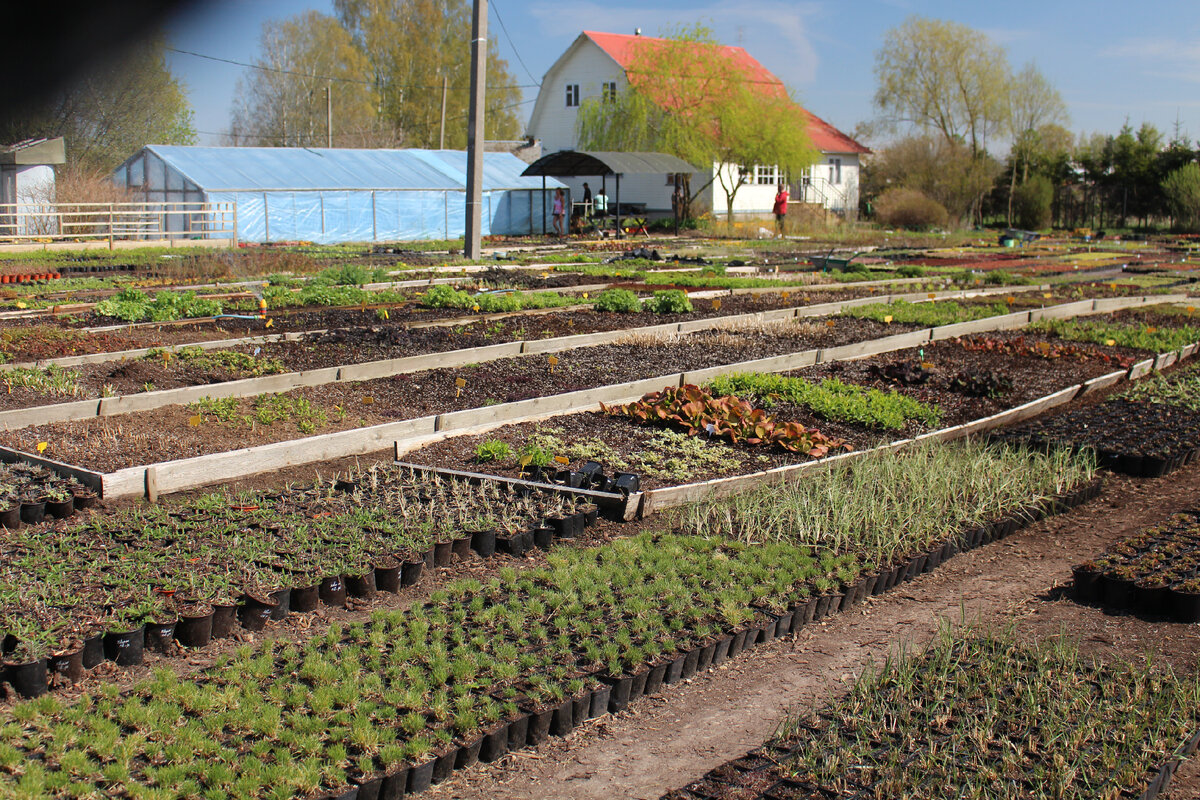 Питомник "Северная флора" 11 мая 