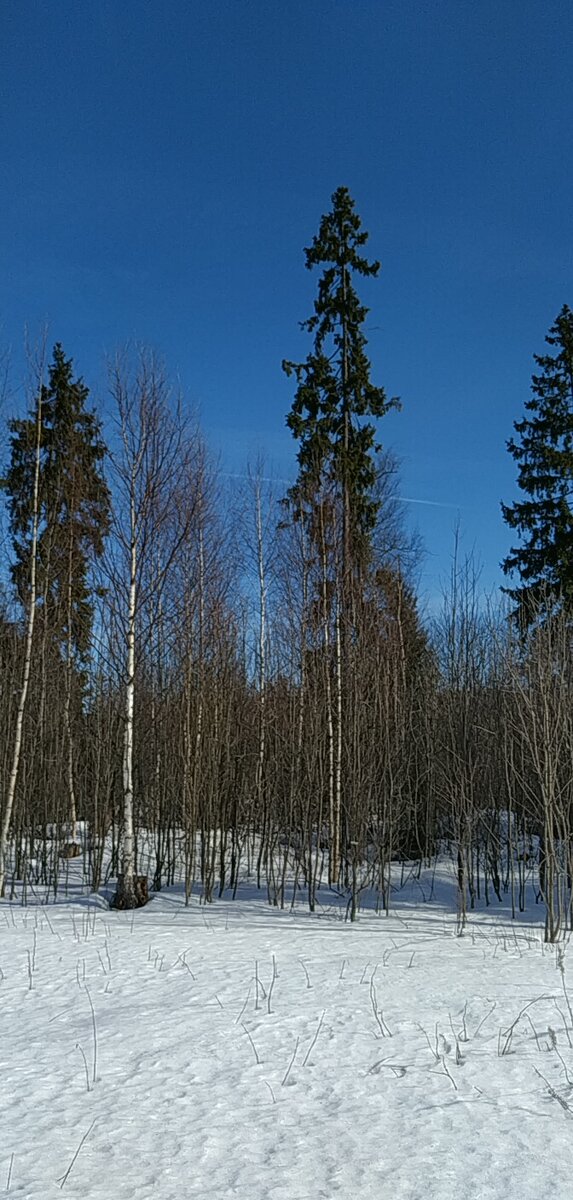 Близлежаший красивейший лес.