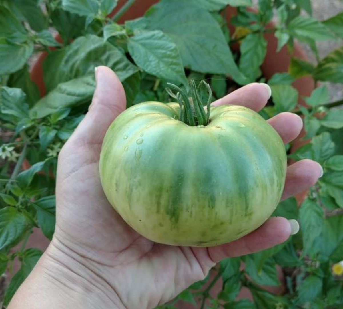 Зеленый красавчик))