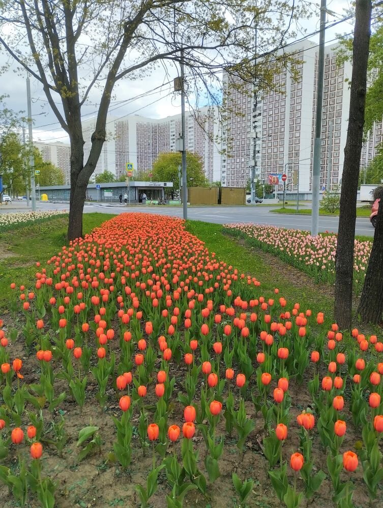 около метро Алтуфьево