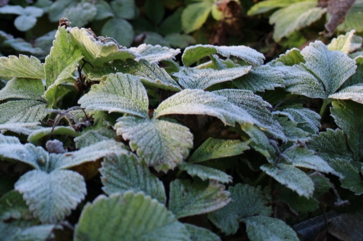    Под Новосибирском в ночь с 14 на 15 мая ожидаются заморозки до -6 градусов