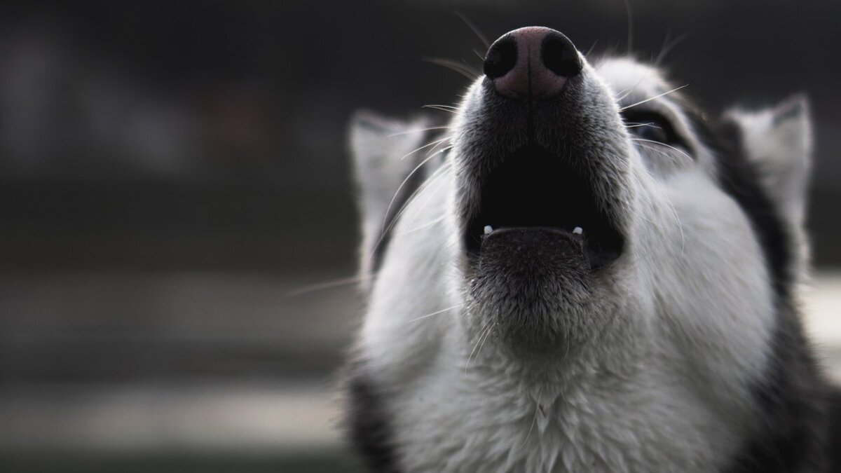 На чем основаны суеверия о том, что собачий вой сулит несчастье? Скорее всего, основанием для примет, связанных с умирающими людьми и собачьим воем, служит мнимая взаимосвязь между этими событиями.