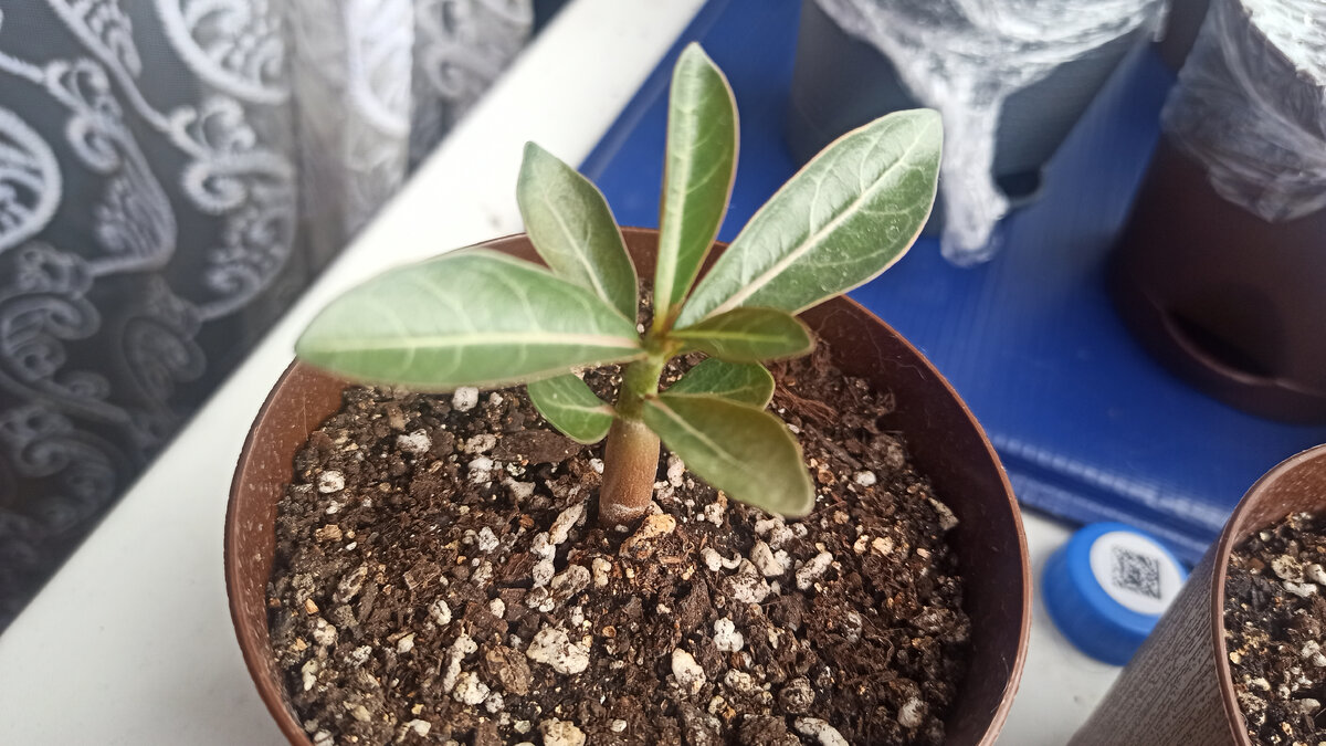 Тут ему где-то 3 недели. 