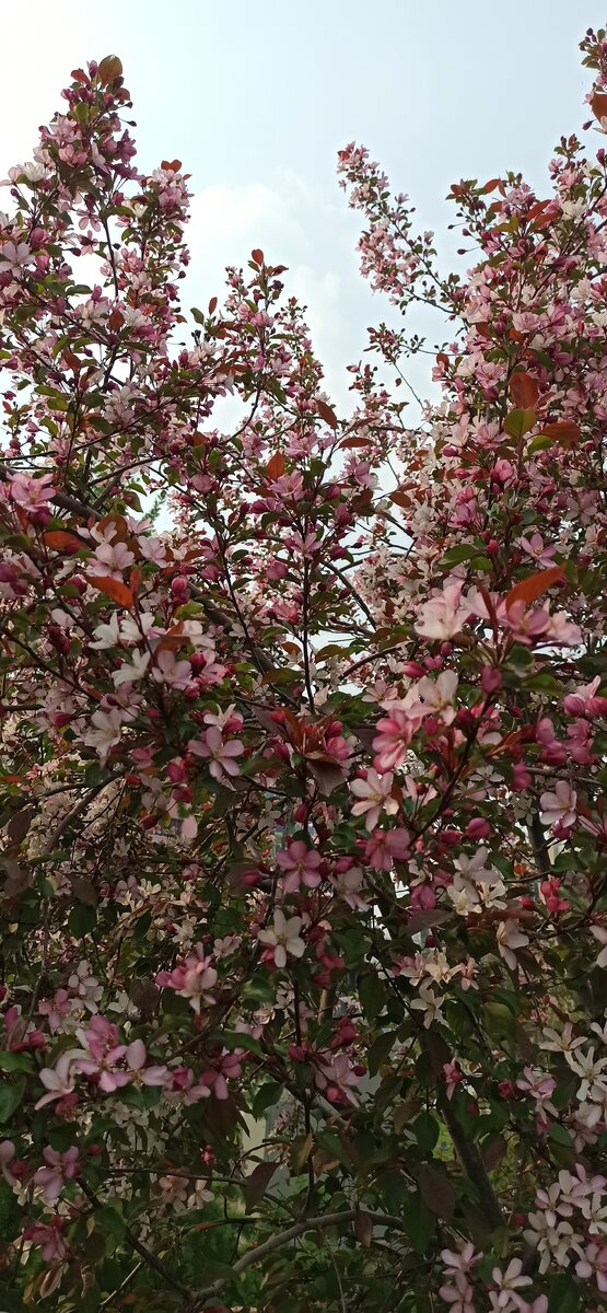 Искусство фотографии) 