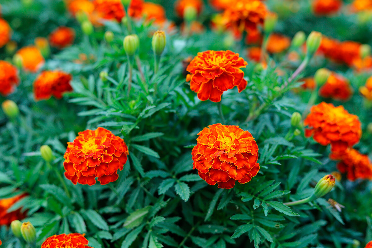    Фото: Kabar / Shutterstock.com