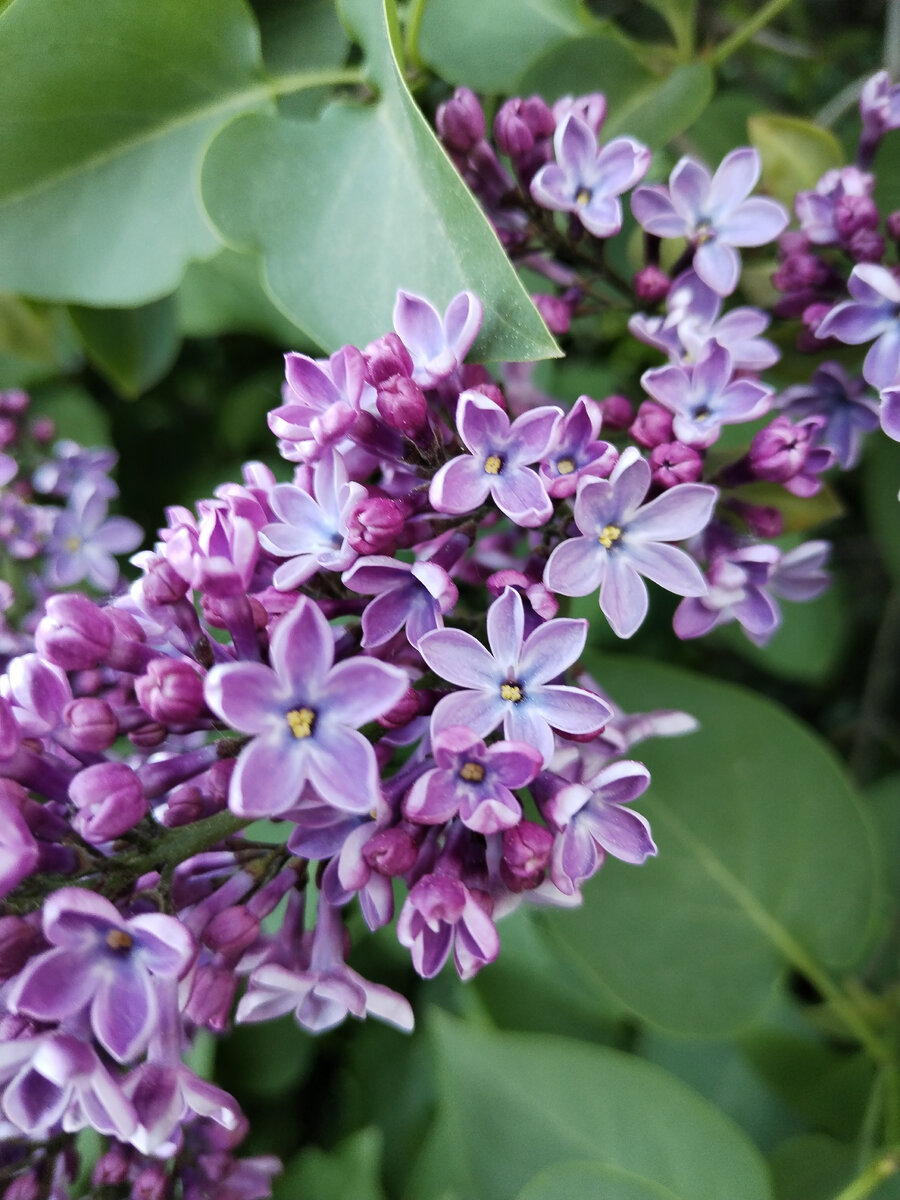 Загадывай не хочу...