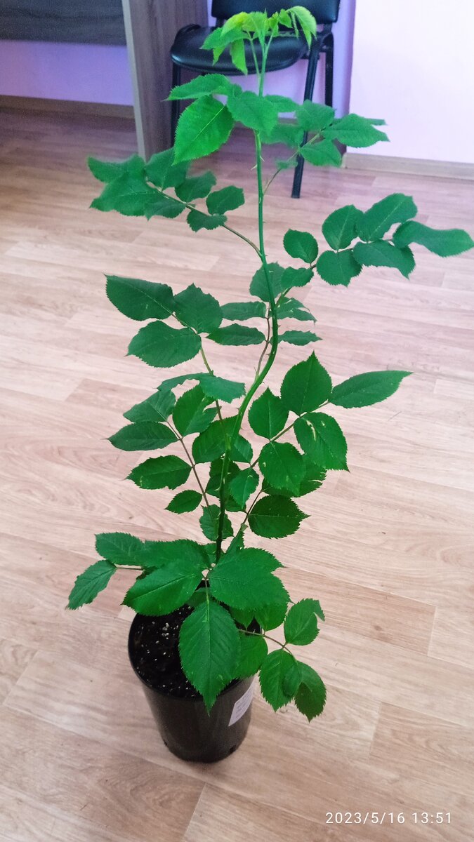 Ла вилла Котта, саженец