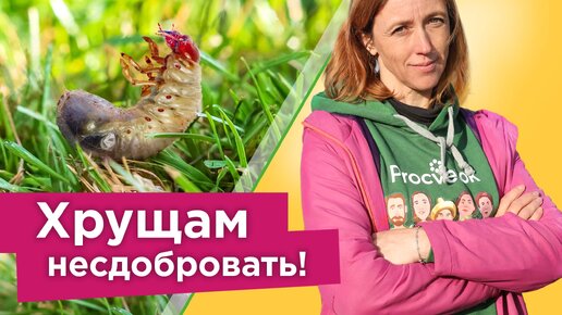 Хрущи исчезнут с участка! Как избавиться от личинок майского жука надолго? Все действенные способы