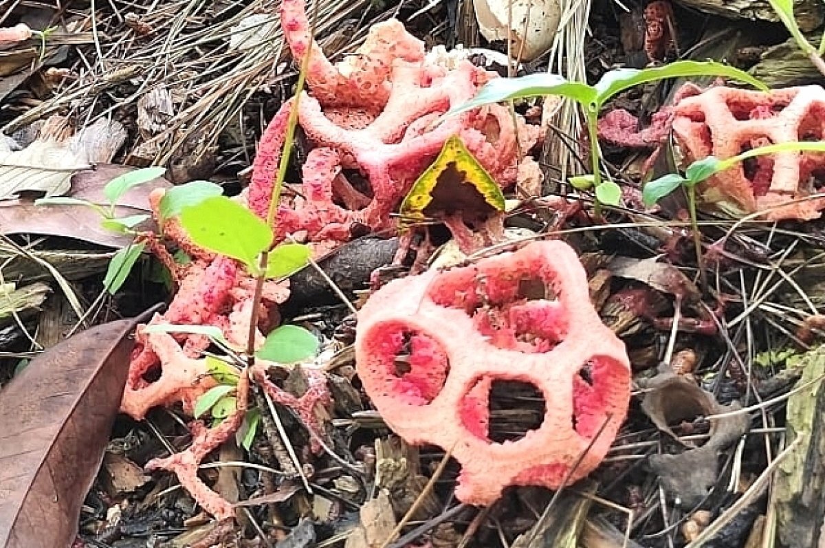    На Дону за сбор некоторых грибов начнут отправлять в колонию на 4 года