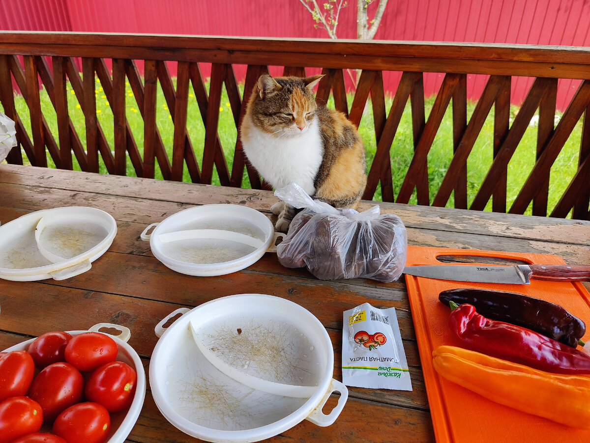 Начало приготовления Шурпы. Кошка охраняет стол