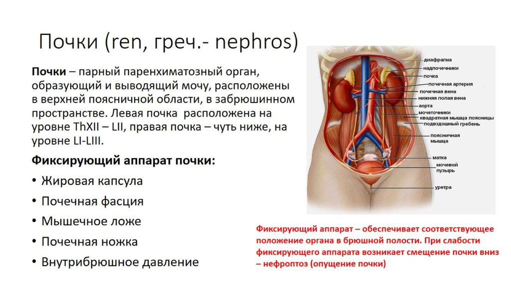 Нефроптоз (опущение почек) - стадии, симптомы, методы диагностики и лечения