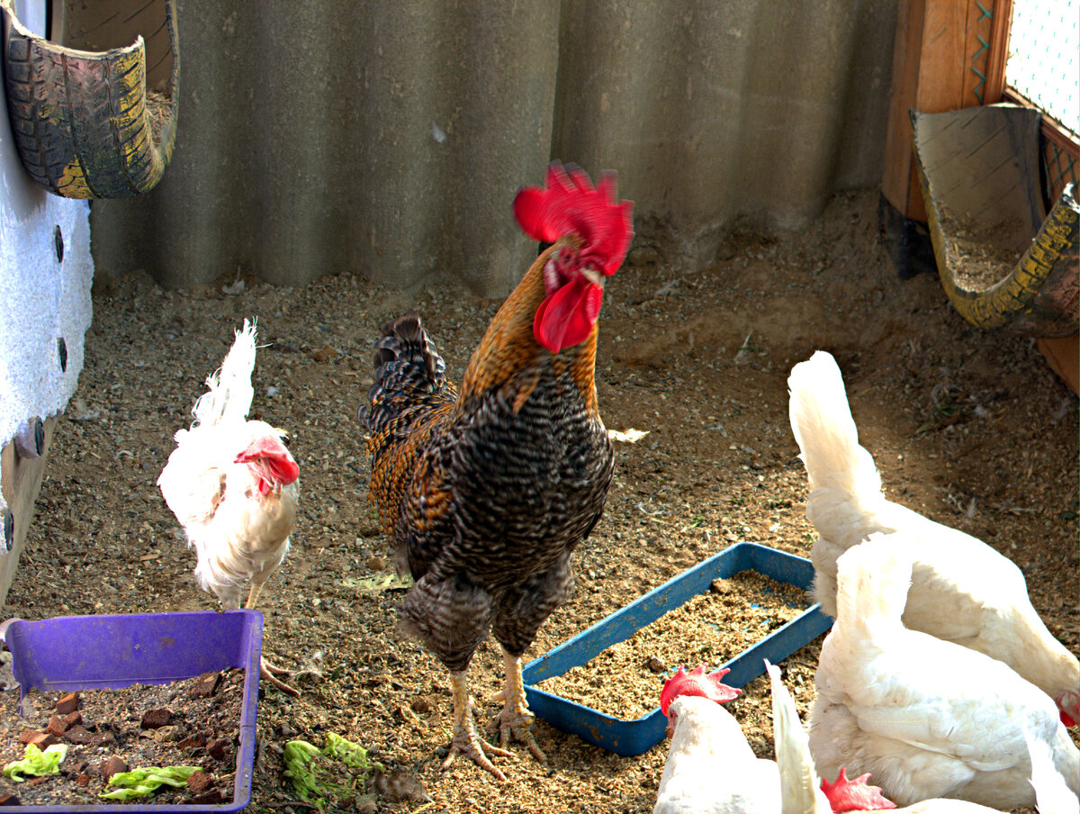 Петух - Пётр Петрович