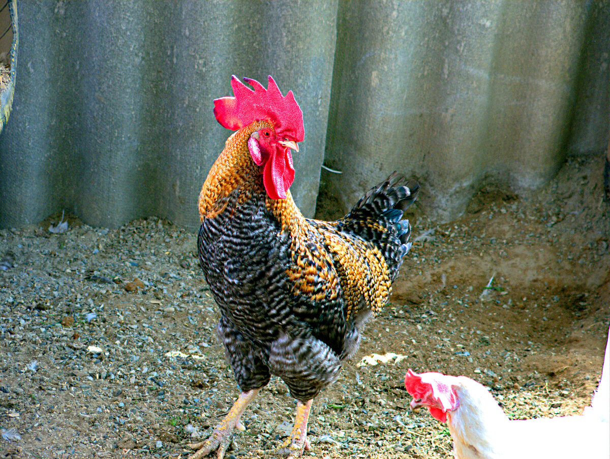 Он же во всей красе