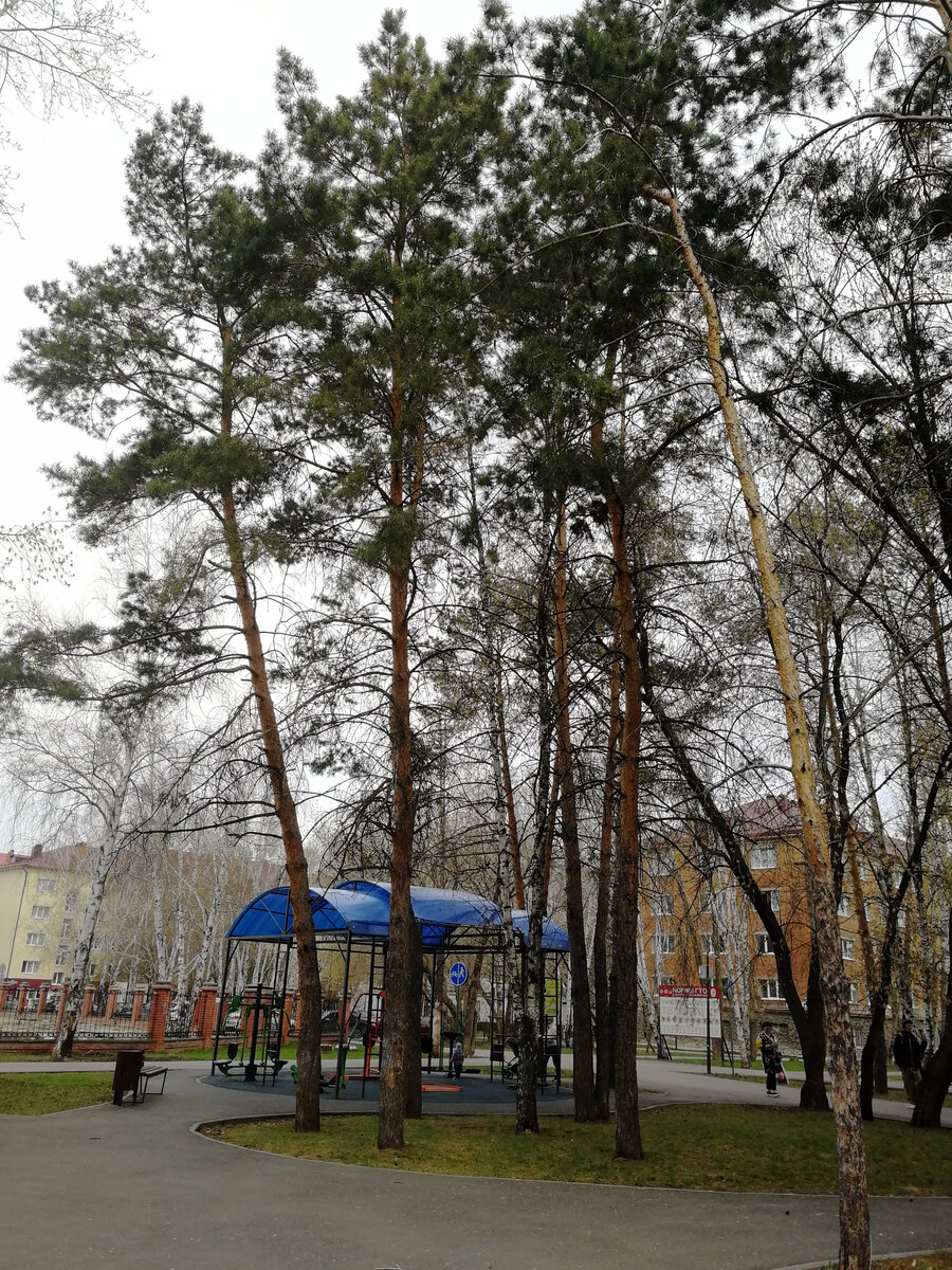 Фото автора. Сосны во дворе. 