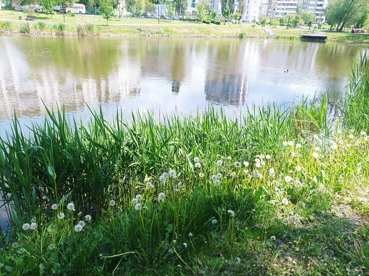 Как в песне "я и ты в тени у воды, шли дорогою мечты и вот мы сохнем как цветы одуванчики..."