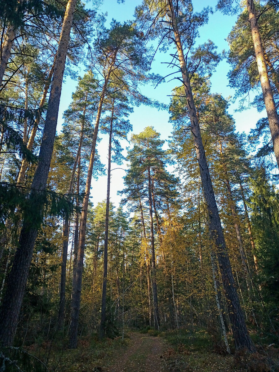 Лес у Белоомута